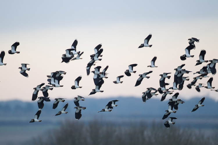 Lapwings © Natural England/Allan Drewitt