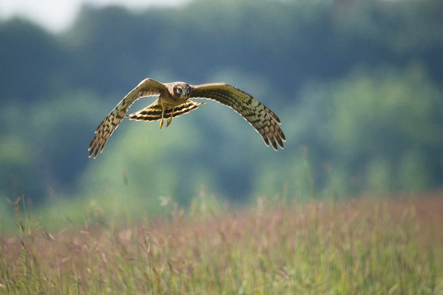 hen harrier