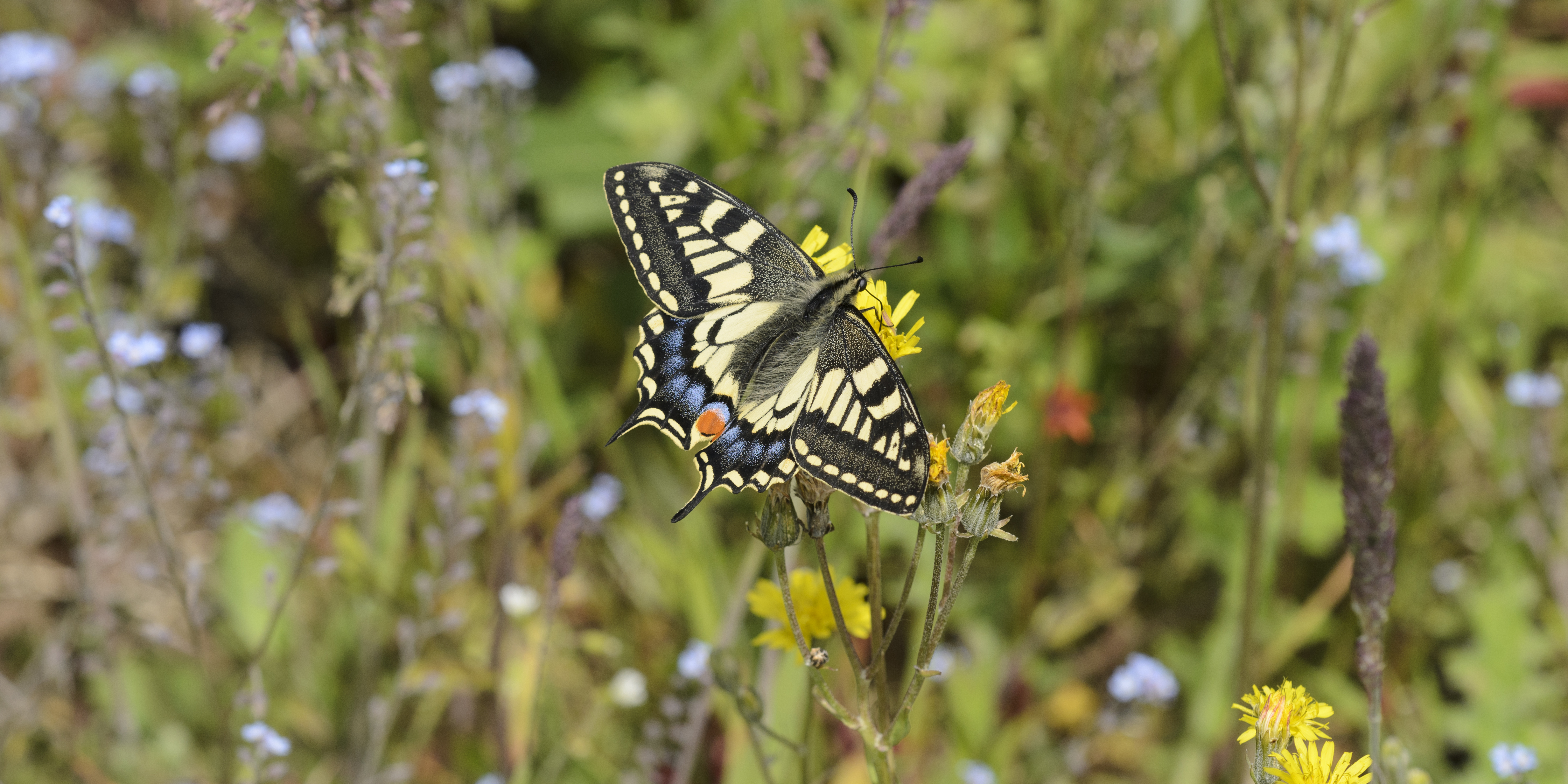 Wildlife in the Broads National Park - Swallowtail Butterfly