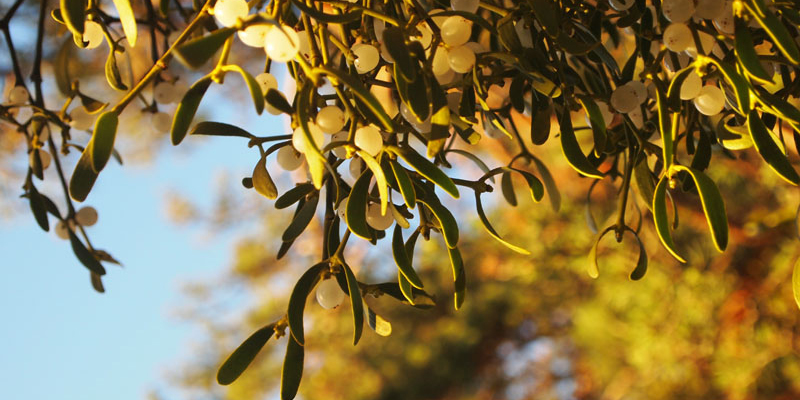 Mistletoe © L'imaGiraphe (en travaux)