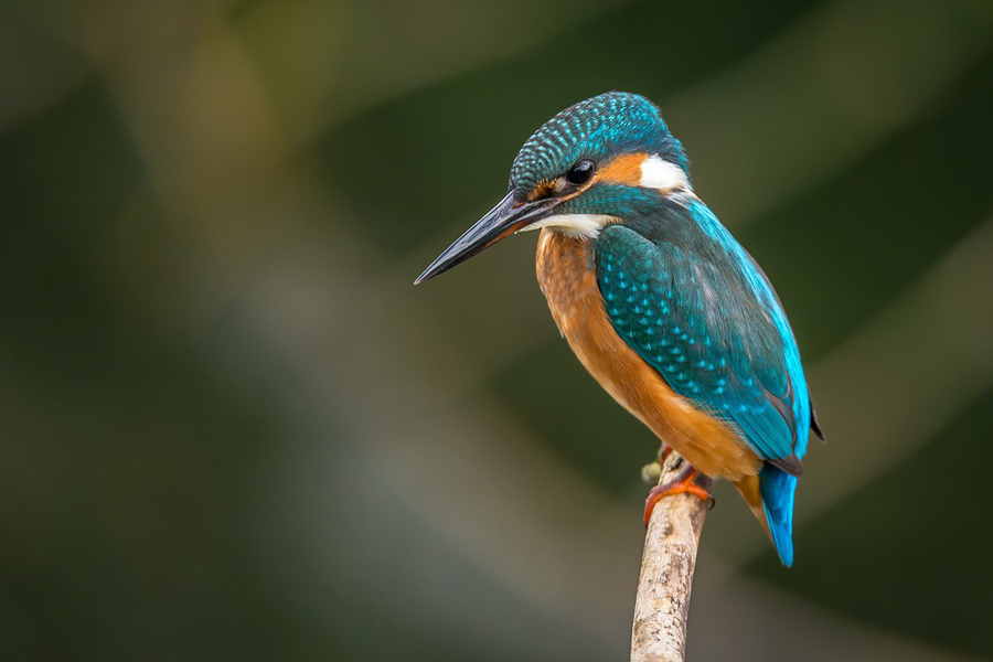Kingfisher broads species thumbnail