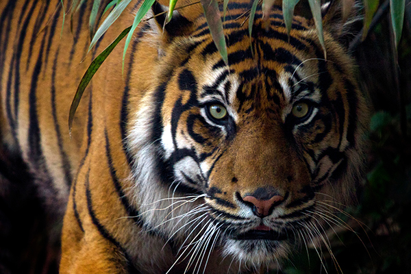 Sumatran Tiger