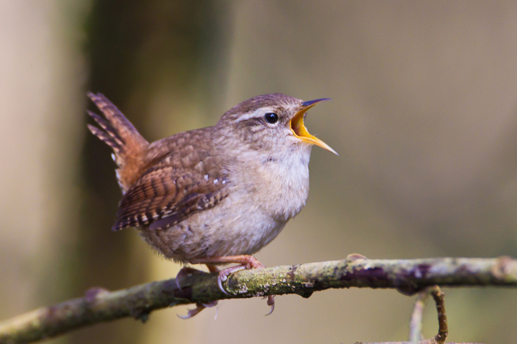 Wren © Natural England/AllanDrewitt