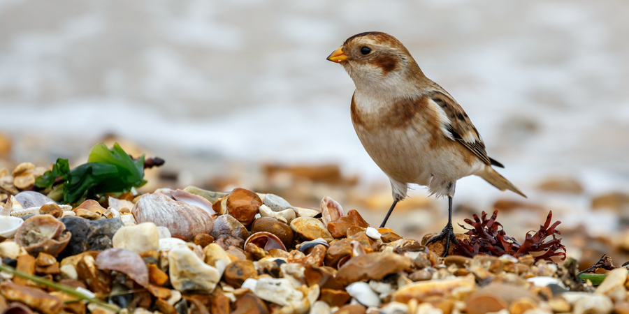 Snow bunting © James West