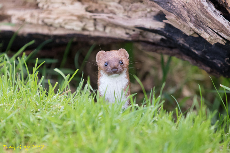 Weasel © Tony CC Gray