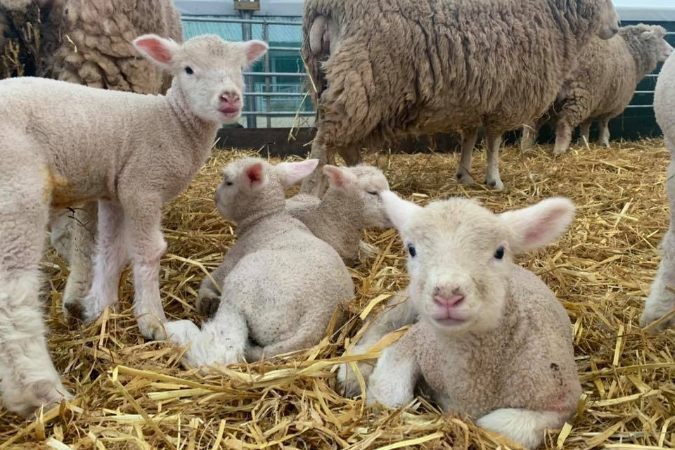 lambs at wroxham barns