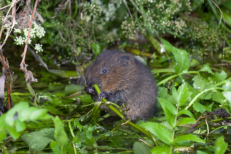 Water Vole © Nick Ford