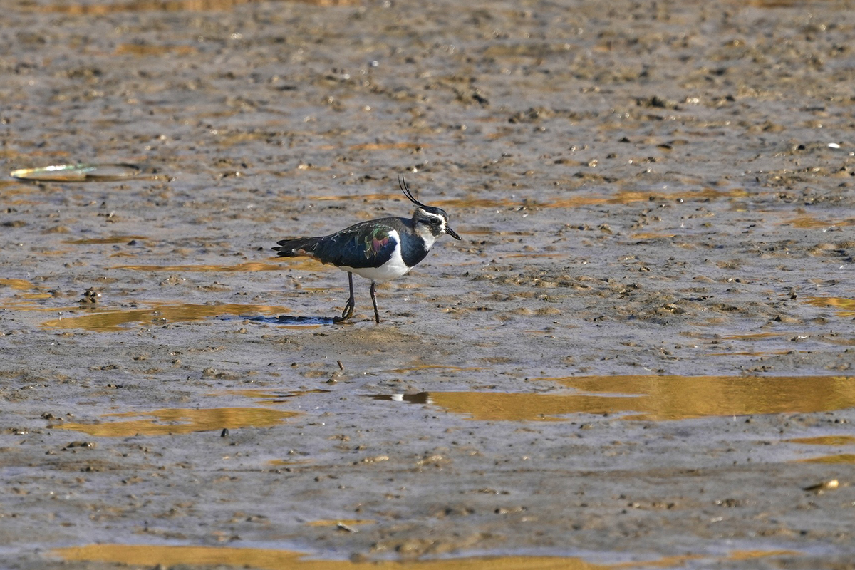 A black and white coloured lapwing bird wades through some mud