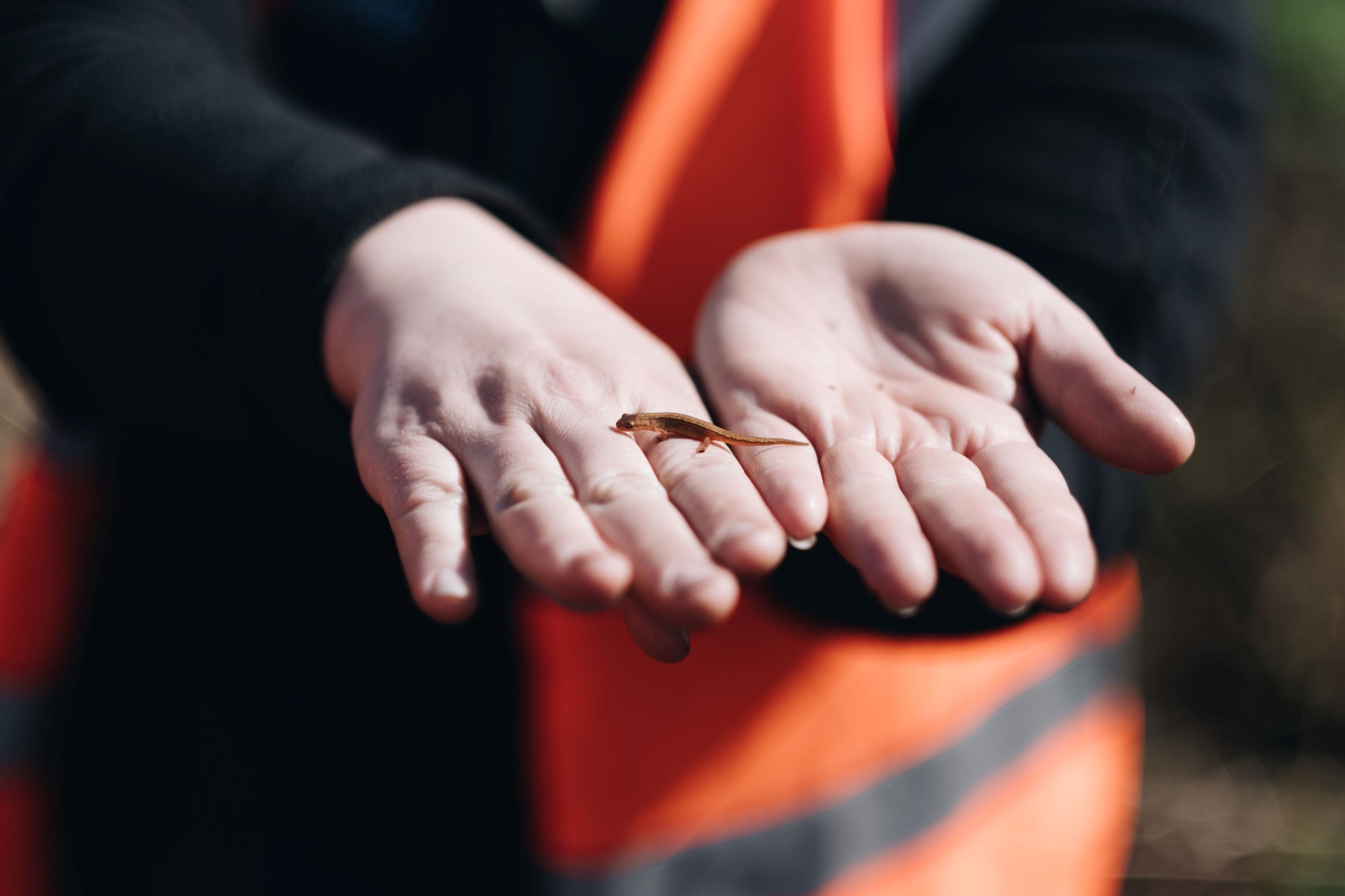A pair of hands holding a very small reptile