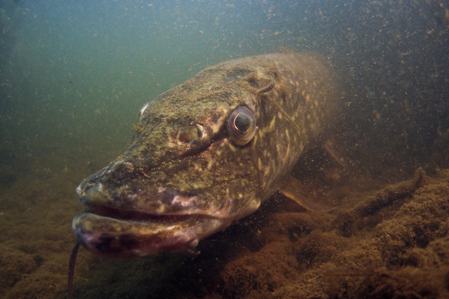 pike in the water