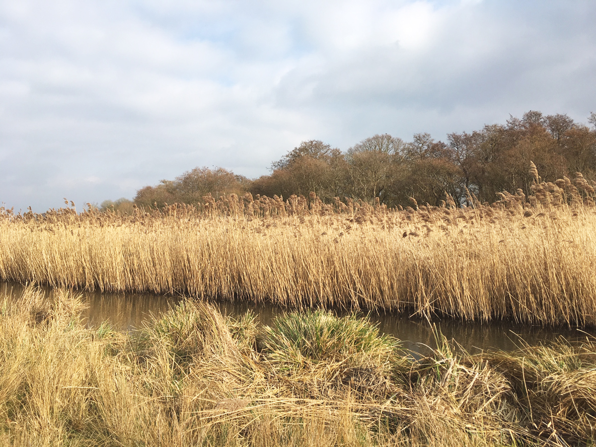 Carlton Marshes Reedbeds