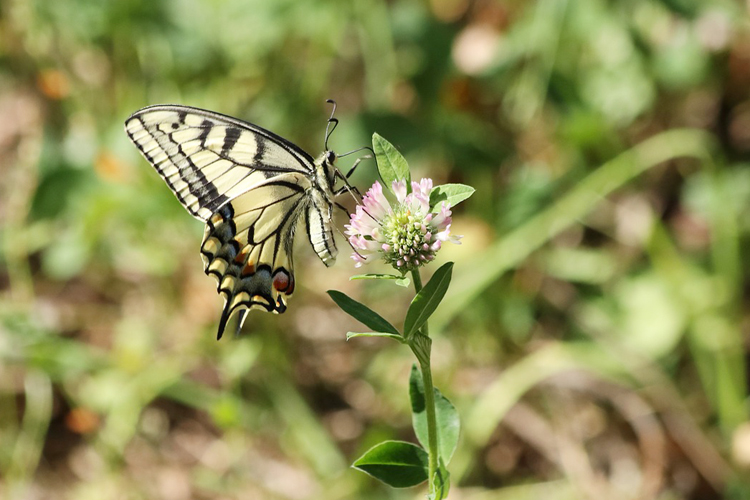 swallowtail day thumbnail