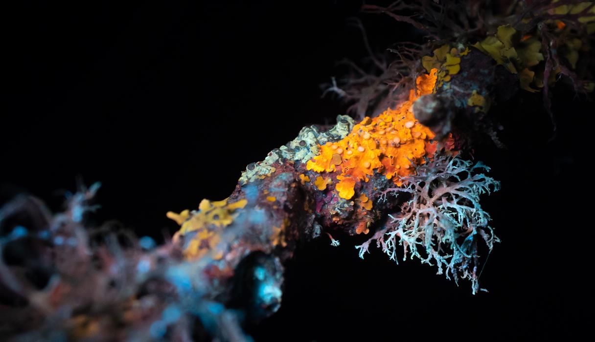 Discover the magical world of biofluorescence at How Hill National Nature Reserve