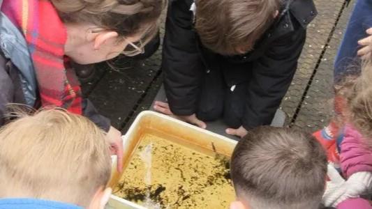 Pond dipping (Family event) NWT Hickling Broad (9 April)