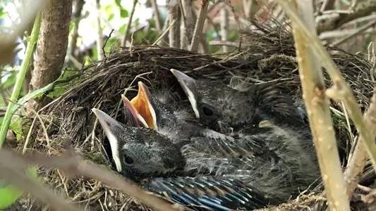 Egg-straordinary birds of Hickling (Family event) NWT Hickling Broad