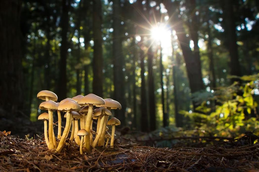 Family Fungus Walk