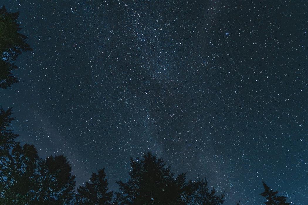 Night Exploration of How Hill National Nature Reserve