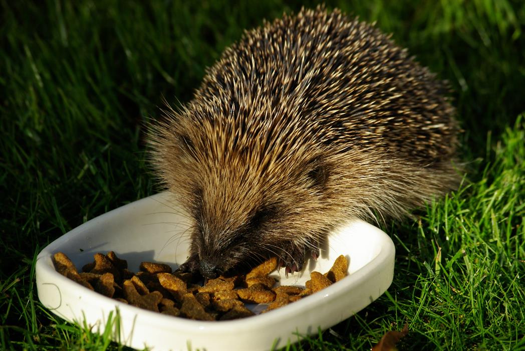 Wildlife Watch – Helping hedgehogs (Family event)