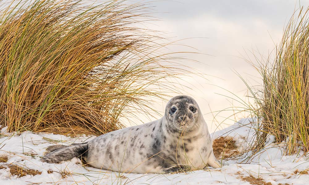 Seal on the beach at Winterton