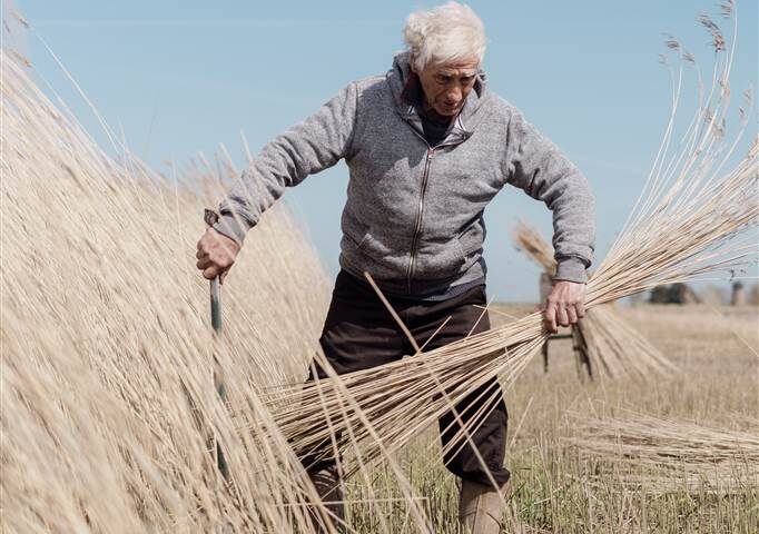 Life in the reedbeds, with Wally Mason