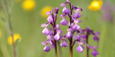 Wildlife rich meadow at Gunton Meadow Lowestoft