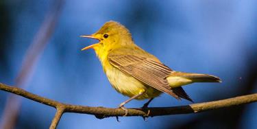 Rare birds at SWT Gunton Warren reserve