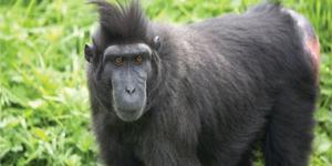 Thrigby wildlife park