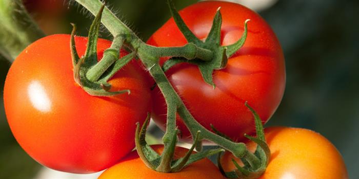 Home grown red tomatoes farm shop at AG Meale