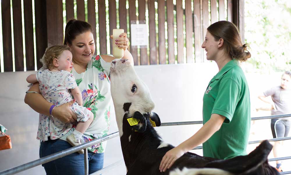 Children feeding farm animals at Wroxham Barns