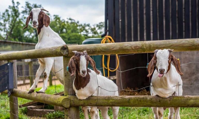 Goat family fun at Wroxham Barns near Hoveton