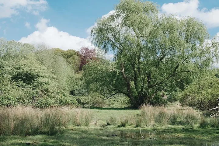 A landscape photo over Cary's Meadow
