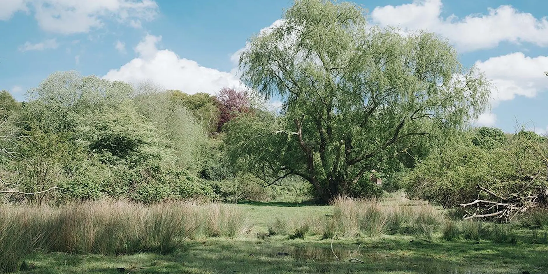 A landscape photo over Cary's Meadow