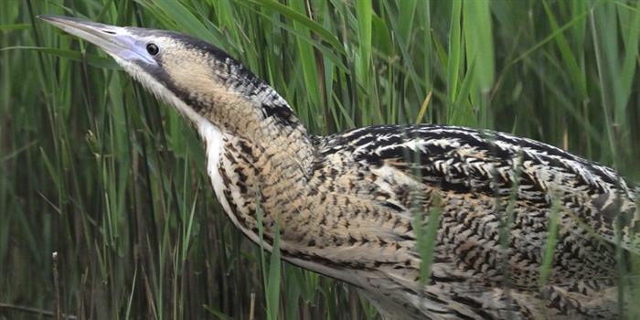 Bittern in reed beds Norfolk Broads wildlife