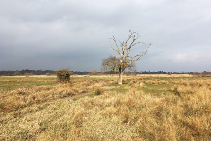 Nature Reserves of the Broads National Park: Carlton Marshes