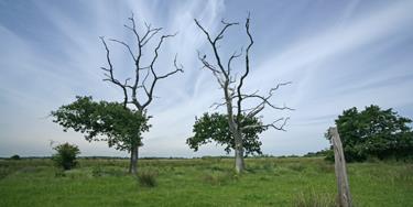 SWT Carlton & Oulton Marshes