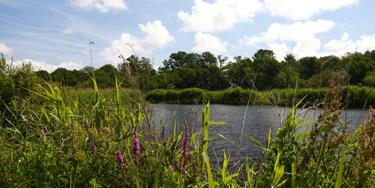 SWT Carlton and Oulton Marshes nature reserve in the Suffolk Broads