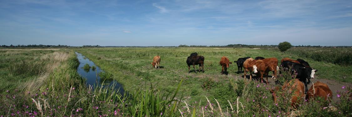 SWT Carlton & Oulton Marshes