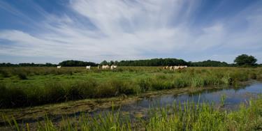 SWT Castle Marshes