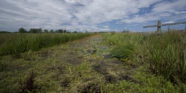 Angles Way footpath leading through Castle Marshes