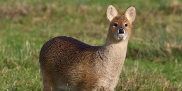 Chinese water deer at NWT Martham Broad