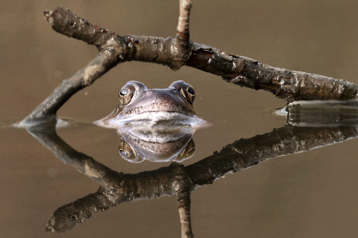 Wildlife to look out for in Spring