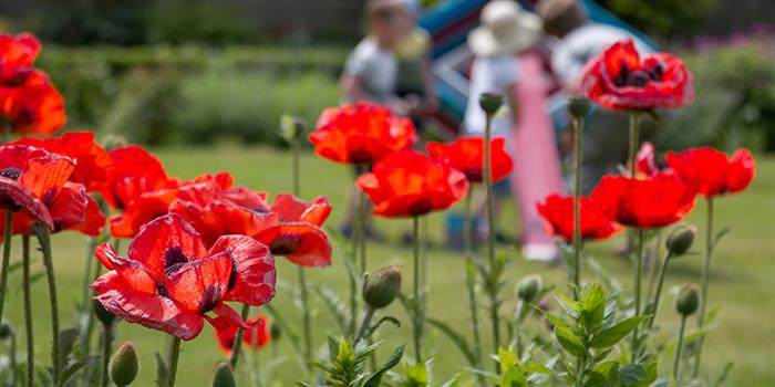 Old Kitchen Garden with flowers and produce