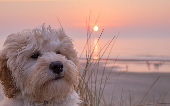 The best days out with your dog in the Broads