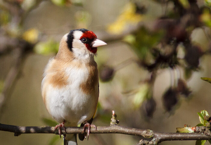 Going ‘rewild’ in the Broads National Park