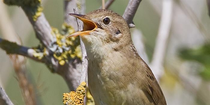 Grasshopper Warbler singing at Upton Broad nature reserve