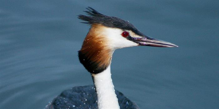 Crested Grebe at Ranworth Broad Norfolk