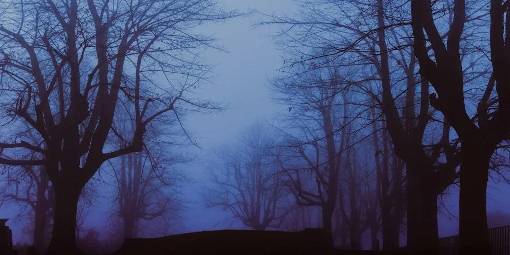 Spooky looking trees with mist