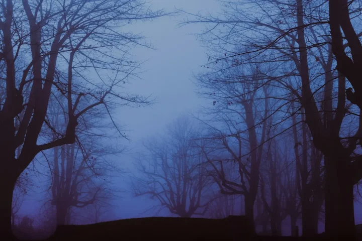 Spooky looking trees with mist