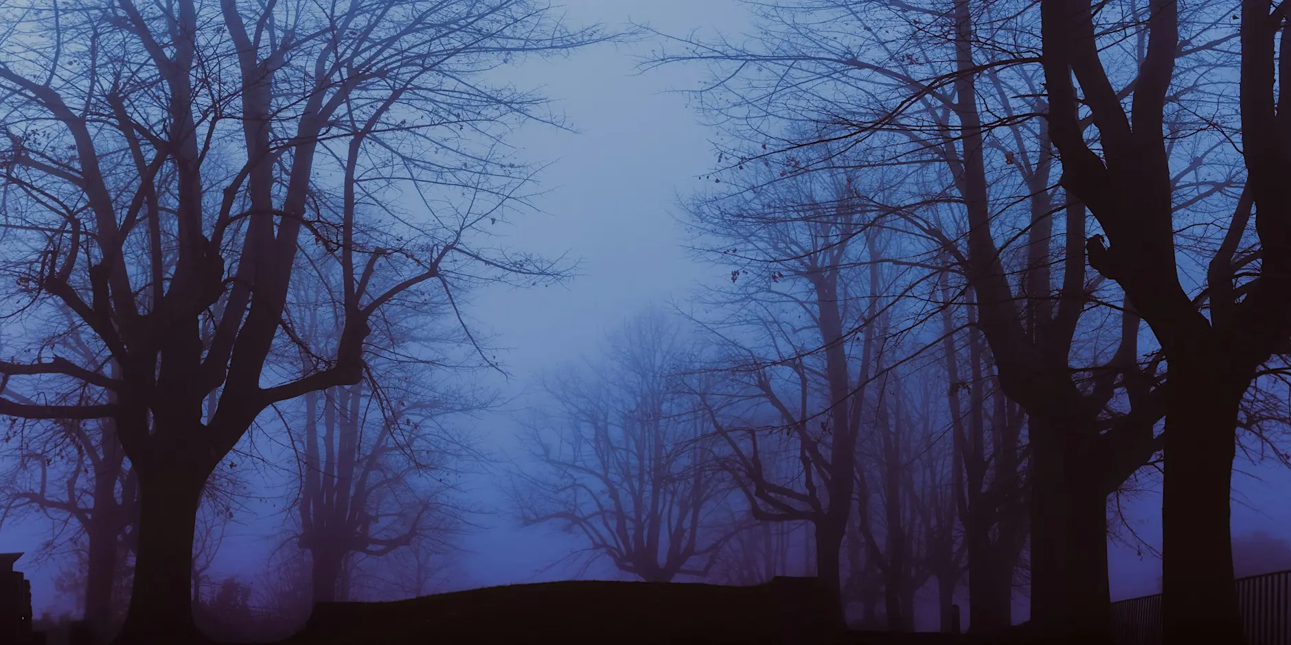 Spooky looking trees with mist