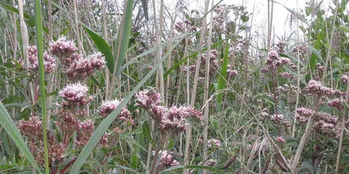 Flower rich marsh habitat Thorpe Marshes Norfolk